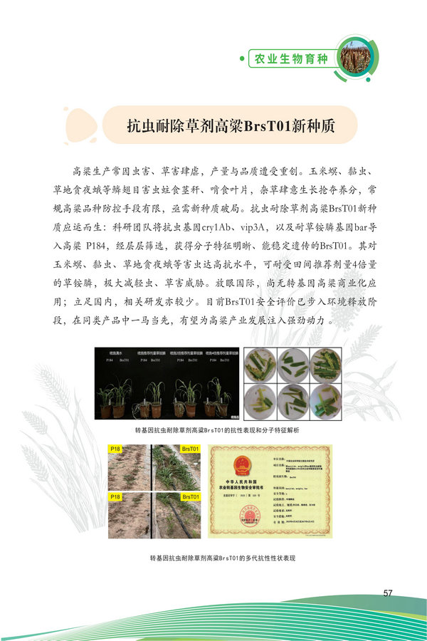 中国农科院生物所2026科技成果汇编2026.0403_67.jpg